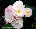 Rosa - Bouquet-Parfait